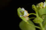 Roadside pennycress 